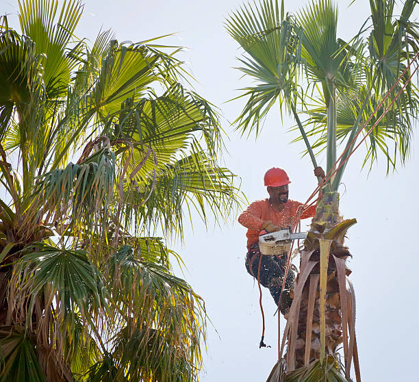 Best Local Tree Services  in Puget Island, WA